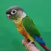 گرینویچ اهلی
