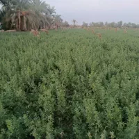 زمین بغل کار