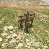الاغ گله ای|حیوانات مزرعه|لردگان, |دیوار