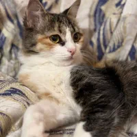 واگذاری گربه رایگان ۲تا باهم بخاطرزیادی گربه ها