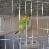 مرغ عشق|پرنده|مرودشت, پشت سایپا‎|دیوار