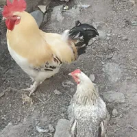 سه تا باهم یک دویست