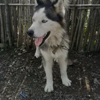 سگ هاسکی نر فقط ۱میلیون و پانصد|سگ|آستانه اشرفیه, |دیوار