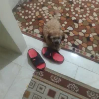 پودل دوماه فقط شش تومان فوری|سگ|اندیشه, اندیشه فاز ۵|دیوار