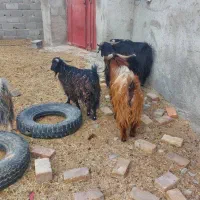 بز نر گوسفند تروشت