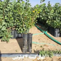 نهال پسته یک‌ساله فروش عمده و جزئی