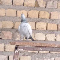 کبوتر|پرنده|شیراز, گلشن|دیوار