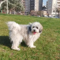 واگذاری ب شرط مراقبت ابدی