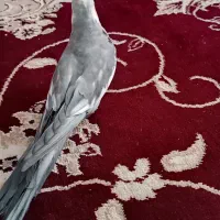 عروس هلندی سیامون