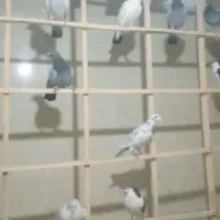 کفتر بوم