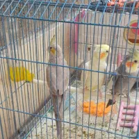 جفت مولد عروس هلندی