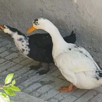اردک
