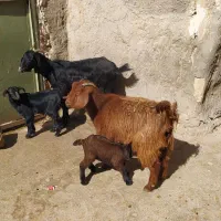 بزبزغاله چشتور