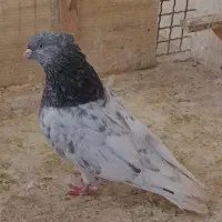 یک جفت کبوتر کله سبزو الماسی و ساده مگسی ماده|پرنده|مشهد, شهرک رازی (شهرک غرب)|دیوار