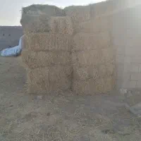 شالی|خدمات باغبانی و درختکاری|طاغنکوه, |دیوار