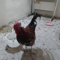 فروش تعداد پنج مرغ تخمگذار ویک خروس زیباوخوشرنگ