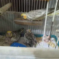 جوجه عروس|پرنده|کهریزک, |دیوار