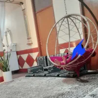 یک عدد کبوتر