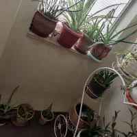 گل وگیاه آپارتمانی