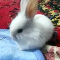 خرگوش لوپ|موش و خرگوش|سبزوار, چهارراه فرودگاه|دیوار