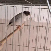 فروش قناری در اردکان|پرنده|یزد, |دیوار