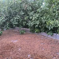 گردو|خوردنی و آشامیدنی|خرمآباد, |دیوار