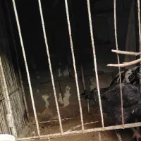 2عدد قفس لاری 1پارک سگ