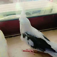 عروس هلندی همشون آرام دستی