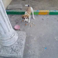 توله