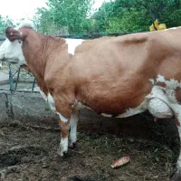 خریدار گاو .گوساله شما هستم با قیمت توافقی