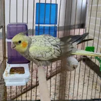 جوجه عروس هلندی گلباقالی نر ۳ماهه