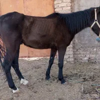 اسب|اسب و تجهیزات اسب‌سواری|بم, |دیوار