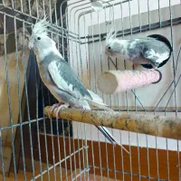 عروس هلندی ماده مست|پرنده|ویلکیج, |دیوار