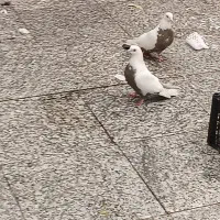 یه جفت نرو ماده سرسر سینه‌ قهوی