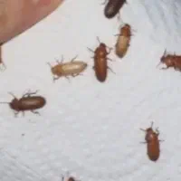 سوسک آرد جهت پرورش میل‌وُرم