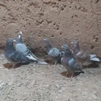 نر زدو خوردی