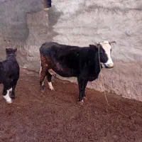 گاوسه‌شگم‌گوساله نربسیارپرچرب شیر۱۳گیلوشیر