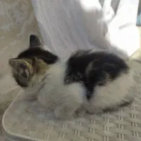 واگذاری گربه|گربه|مشهد, هنرور|دیوار