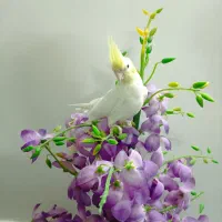 عروس هلندی جوجه دوماه دونخور|پرنده|اصفهان, ارغوانیه|دیوار