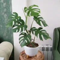 گل های اپارتمانی