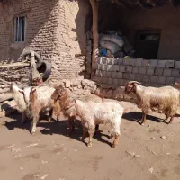 کهره نر، بره نر و قوچ فروشی|حیوانات مزرعه|چیتاب, |دیوار