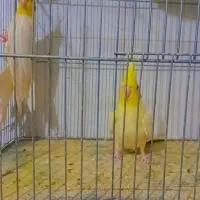 عروس هلندی|پرنده|قم, نیروگاه|دیوار