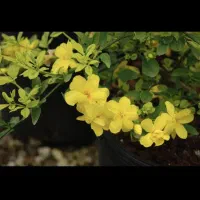 گل یاس درختی|گل و گیاه طبیعی|رشت, دیلمان|دیوار