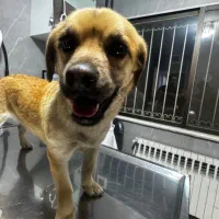 سگ میکس پیدا شده|حیوانات|تهران, شهرک غرب|دیوار