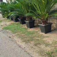 سیکاس  گلدان ۴۰