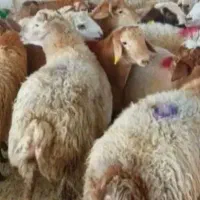 تضمین دام گوسفند‌نر ذبح رایگان|حیوانات مزرعه|قم, نوقطار|دیوار