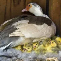 فروش وخرید انواع پرندگان خانگی