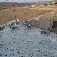 دوبر کبوتر مسافتی|پرنده|مشگین شهر, |دیوار