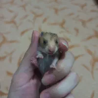 همستردستی و مینیاطوری|موش و خرگوش|شیراز, شهرک مهرگان|دیوار