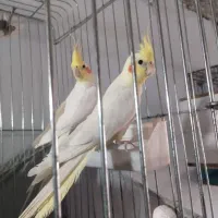 عروس هلندی جوان یک ماه تا دو ماهه لتینو چشم فالو